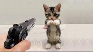 Funny cats|Funny videos 2023|funny animals|The pets diary