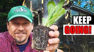 3 Benefits Of Planting Now - Garden Quickie Episode 213