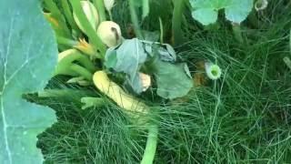 How To Treat Powdery Mildew