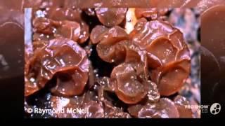 Exidia recisa - fungi kingdom