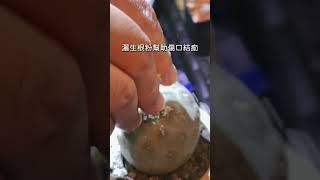 開完花的習志野爛心，緊急救援順利康復，一年後還生側芽了！