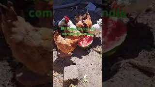 Mis gallinas comiendo sandía parte 2