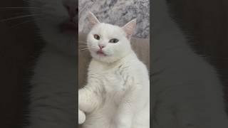 Лежит, кайфует #youtubeshorts #cute #like #cat #кошка #catshorts #love  #кошки #топ #рекомендации