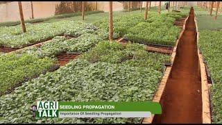 Process of seedling propagation and the importance - AgriTalk