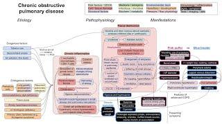 Chronic obstructive pulmonary disease (COPD, mechanism of disease)