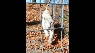 Funny Glacier, the White Tiger, Races at Keepers