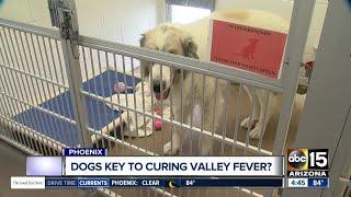 Could dogs be the key to finding the cure to Valley Fever?