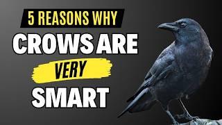 Crows: 5 Reasons They're Smarter Than You Think