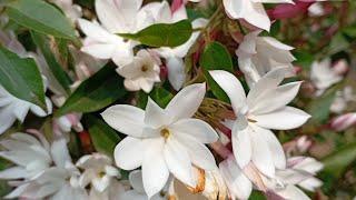 Dimpi maina Hazarika is live