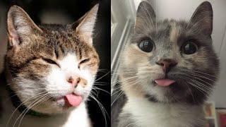  The Cats FUNNIEST Videos,  try not to laugh