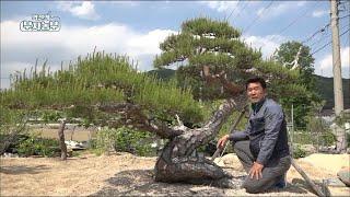 [Ep.92] 500 million annual sales with 'Luxury Pine Tree'!