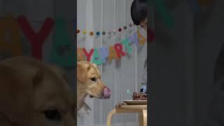 진고리즘:) happy birthday to you #shorts #dog #happybirthday