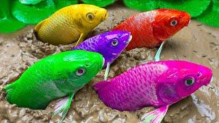 Stop Motion Funny Rainbow Octopus, Sea Crab Mukbang - Colorful Gecko, Colorful Koi Fish