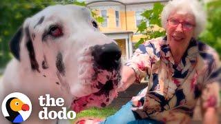 Great Dane Meets A Grandma In The Woods And They Become BFFs | The Dodo