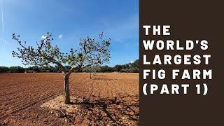 The World's Largest Fig Farm - Son Mut Mou (Part 1)