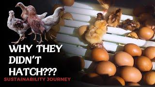 How to be Successful in Incubating Chicken Eggs| Chicken Farming in Natural Farming Set-Up 