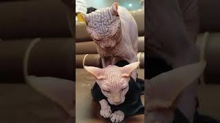 this are my cats that i keep, this ia a rarely breed of cat that originated from planet mars#youtub