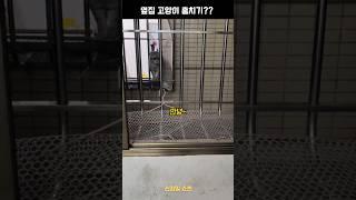 옆집 고양이 훔치기