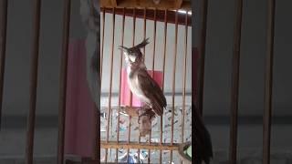 Bird Singing chàomào #นกกรงหัวจุก #birds