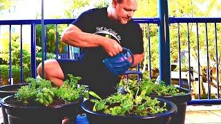 How to Grow Organic Food in Containers