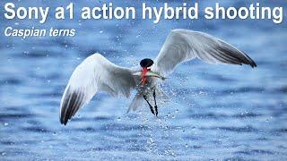 Caspian tern, ACTION hybrid shooting with Sony a1