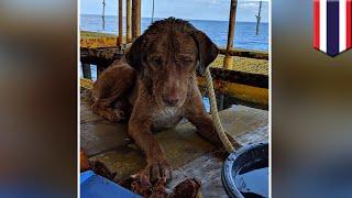 Dog rescue: Stranded dog saved 135 miles from Thailand coast - TomoNews