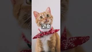 수의사 선생님도 경배하는 순한 고양이 종류