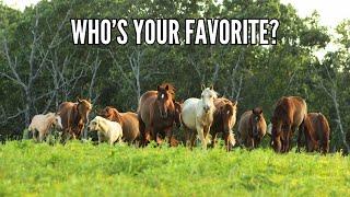 Best Horse Of The Herd??? - Meet All 26 Horses!