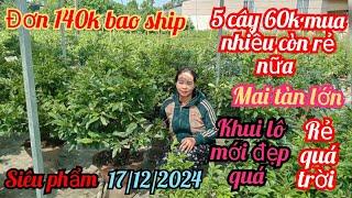 17/12/2024️0373398572 Hạnh mai tết mai tàn mai ghép rẻ 60k cây mua nhiều bớt nữa siêu phẩm gốc nhớ