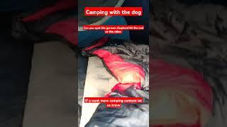 check this spot out! camping with dog
