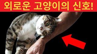 고양이가 스트레스나 감정적 문제를 겪고 있다는 10가지 신호