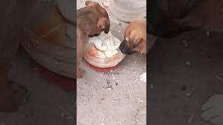 #helping #animals #doglover #cowvideos #hanuman #smarthelping