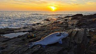 Lure fishing for cornish bass