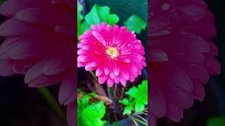 GERBERA DAISY  #flowers #beautifulflowers #trendingshorts #garden