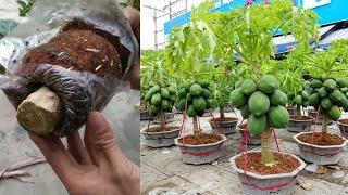 Part 1 | How to propagate bonsai papaya trees in 2 ways