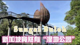 Singapore竟然有这么漂亮的“湿地公园” Sungei Buloh Wetland Reserve双溪布洛湿地保护区