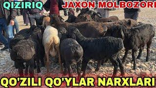 QIZIRIQ JAXON MOLBOZORI QO'Y QO'ZI QO'CHQOR NARXLARI 10.11.2024