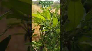 Alibasse Agritech farm Natural trees