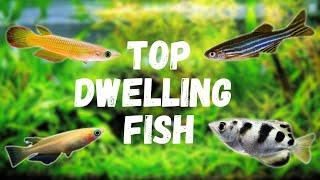 7 Top Dwelling Fish For Your Aquarium