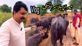 Pehla Saraiki Vlog |Village Life |Multan Pakistan |26 Aug 2023