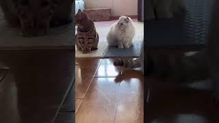  Funny cat videos | cute cats | Try not to laugh | Cat videos Compilation #shorts  