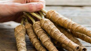 Harnessing Burdock Root's Healing Magic for Your Wellbeing