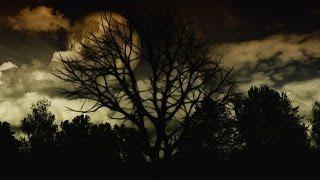 HAUNTED FOREST ◣_◢ Scary Sounds of Ghosts in the Darkness  2 HOURS