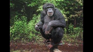 Chimp's Independence Day: Ray's First Big Step into the Forest