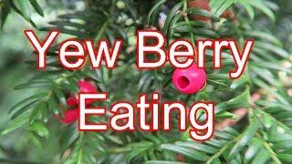 Forbidden Fruit : Yew Berry Eating