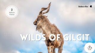 Wilds of Gilgit Baltistan Pakistan | Non copyright animal video | Lets Explore With Us