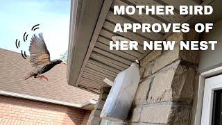 Bird Removal From Attic | Mother Bird Approves of Her New Nest