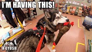 Husky Goes Shopping And Makes Strangers Laugh!