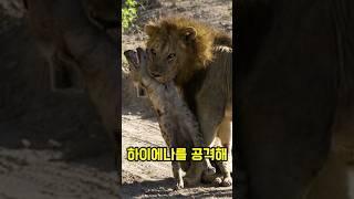 사자를 상대하는 하이에나와 리카온의 차이점.. #동물 #이슈