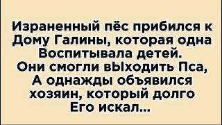 Галя с детьми жили бедно, но смогли приютить раненную собаку, а потом..